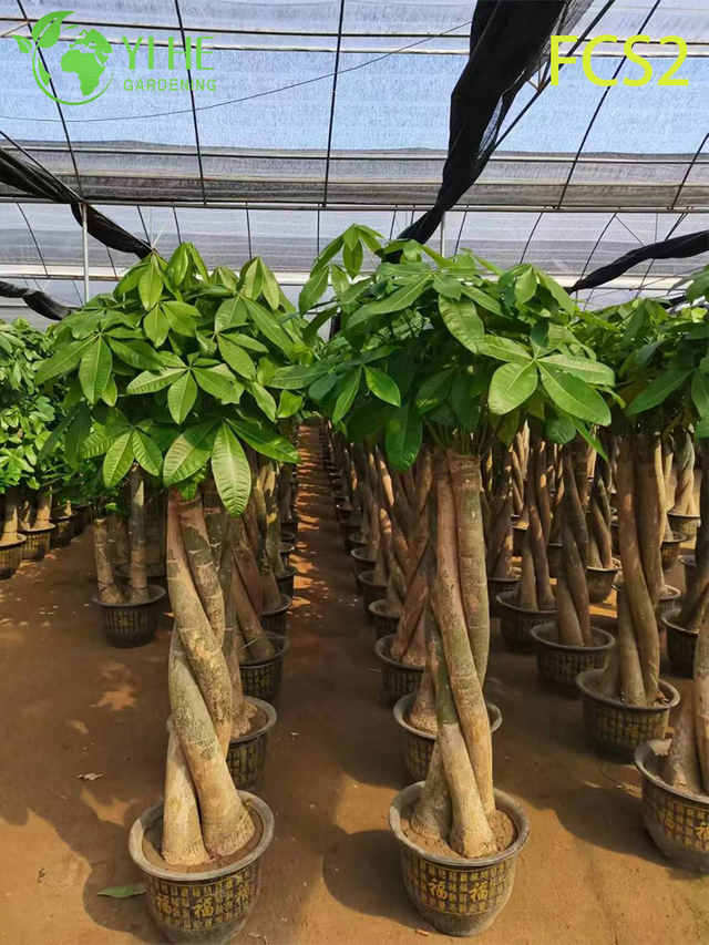 Крупноплодная пахира макрокарпа с толстыми стволами, пышной листвой для украшения, процветанием – денежное дерево