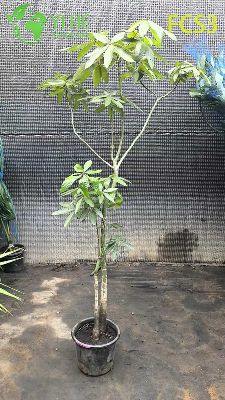 Pachira Macrocarpa صغير الحجم مع صندوق فريد من نوعه، شجرة نقود مزخرفة داخلية محظوظة