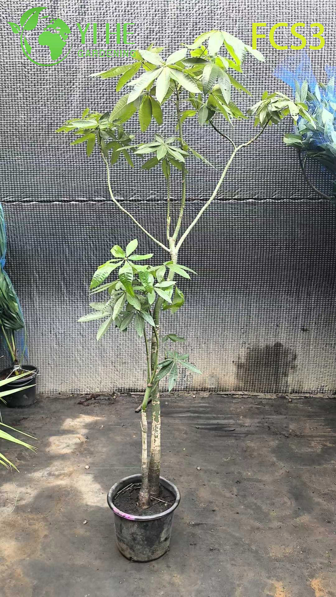 Pachira Macrocarpa صغير الحجم مع صندوق فريد من نوعه، شجرة نقود مزخرفة داخلية محظوظة