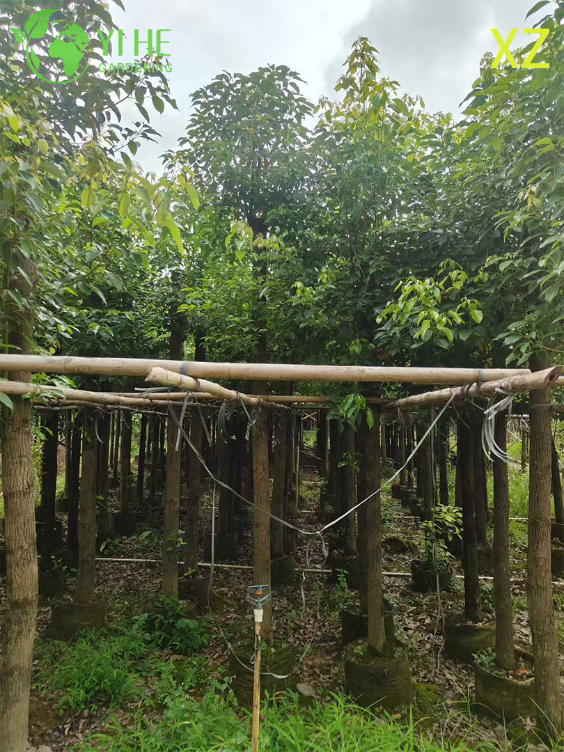 ໄມ້ຢືນຕົ້ນ Camphor ຂຽວຕະຫຼອດປີສໍາລັບການສົ່ງອອກຂາຍຍົກ