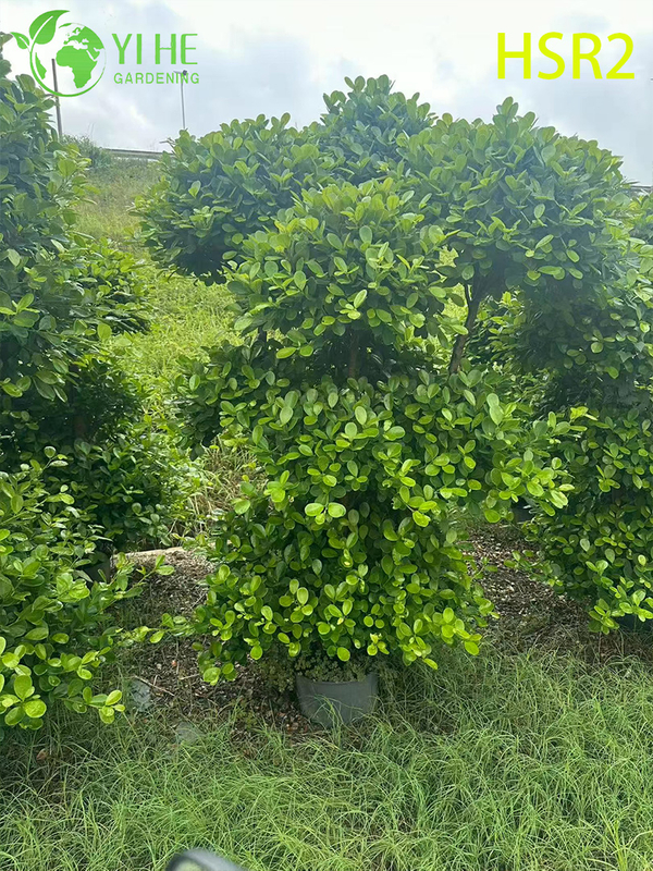 C&acirc;y Pom-Pom nhiều b&oacute;ng thường xanh Ficus Cone d&agrave;nh cho thiết kế cảnh quan