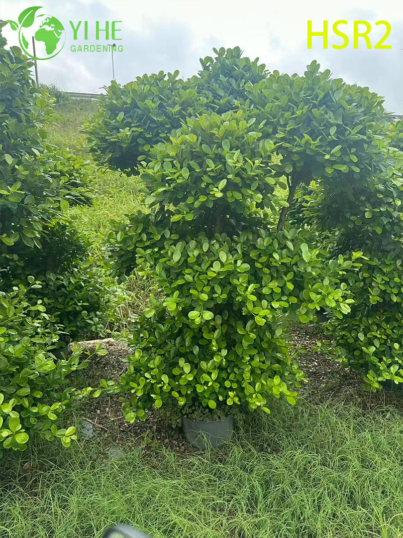 C&acirc;y Pom-Pom nhiều b&oacute;ng thường xanh Ficus Cone d&agrave;nh cho thiết kế cảnh quan