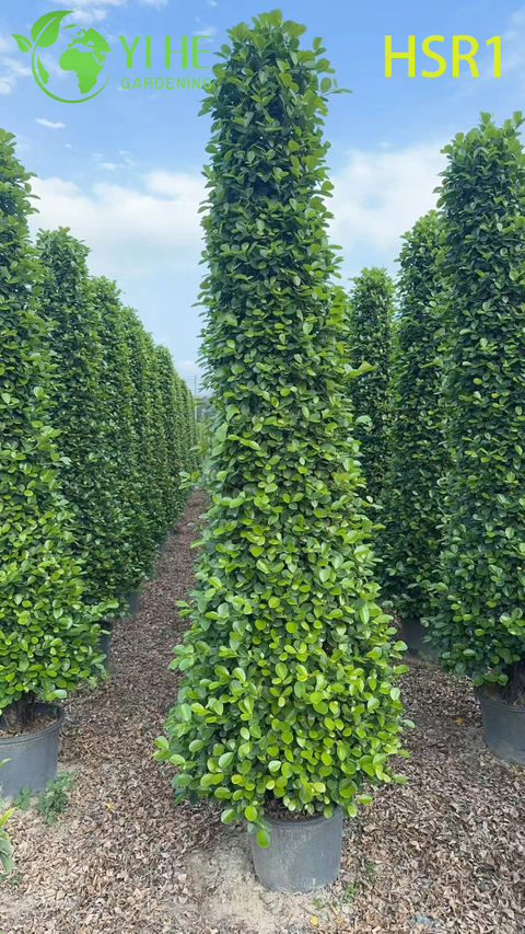 Evergreen Columnar Ficus Cone Topiary ສໍາລັບພູມສັນຖານກາງແຈ້ງ