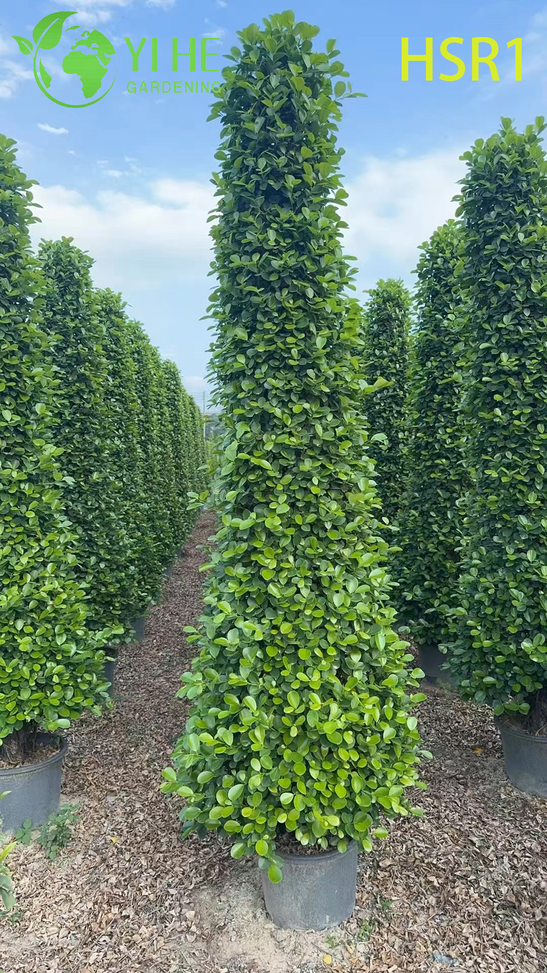 Topiaire &agrave; c&ocirc;ne de Ficus en colonne &agrave; feuilles persistantes pour l'am&eacute;nagement paysager ext&eacute;rieur