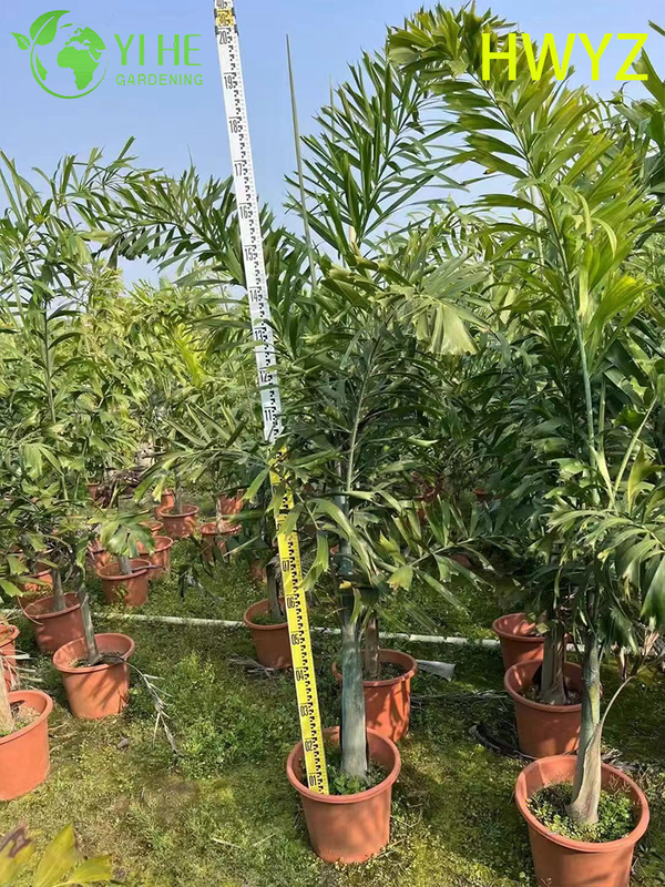 Venda por atacado de palmeira Foxtail Wodyetia Bifurcata para paisagismo