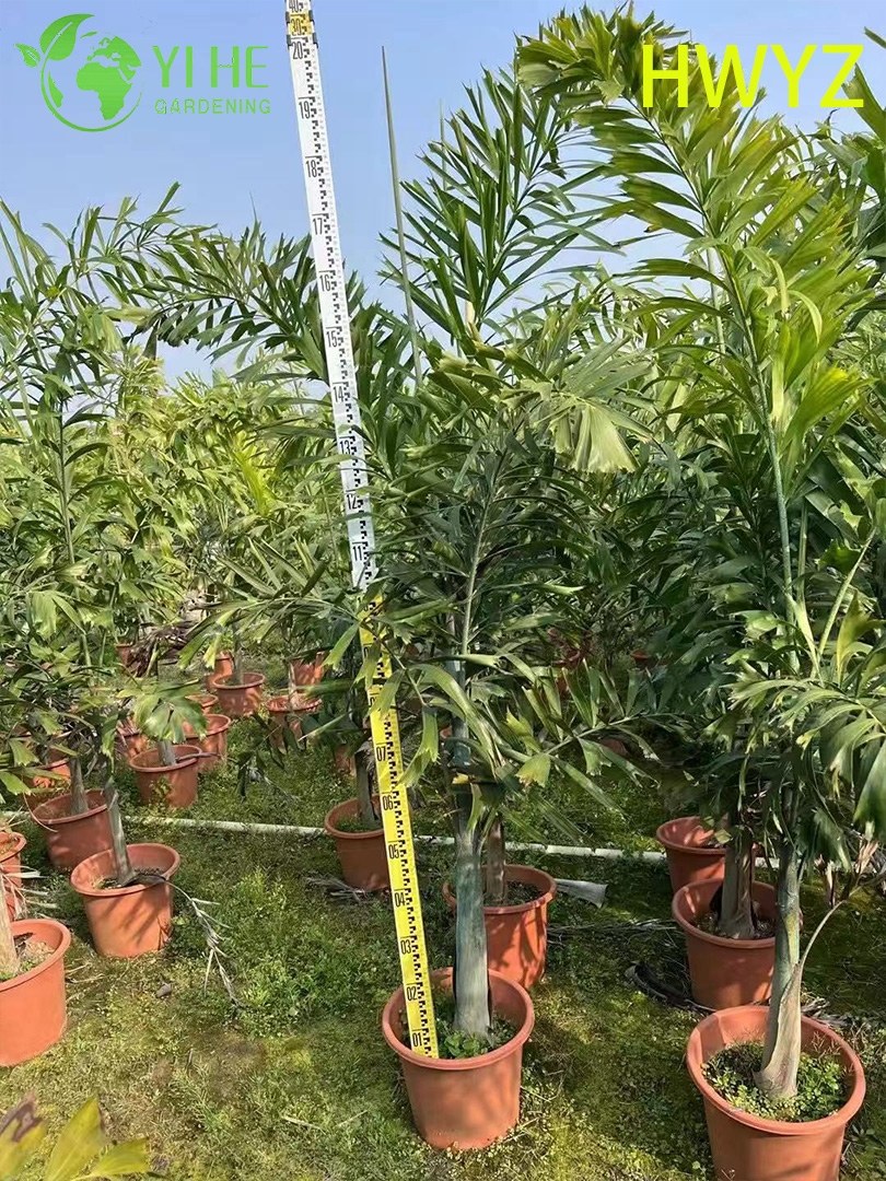 Venda por atacado de palmeira Foxtail Wodyetia Bifurcata para paisagismo