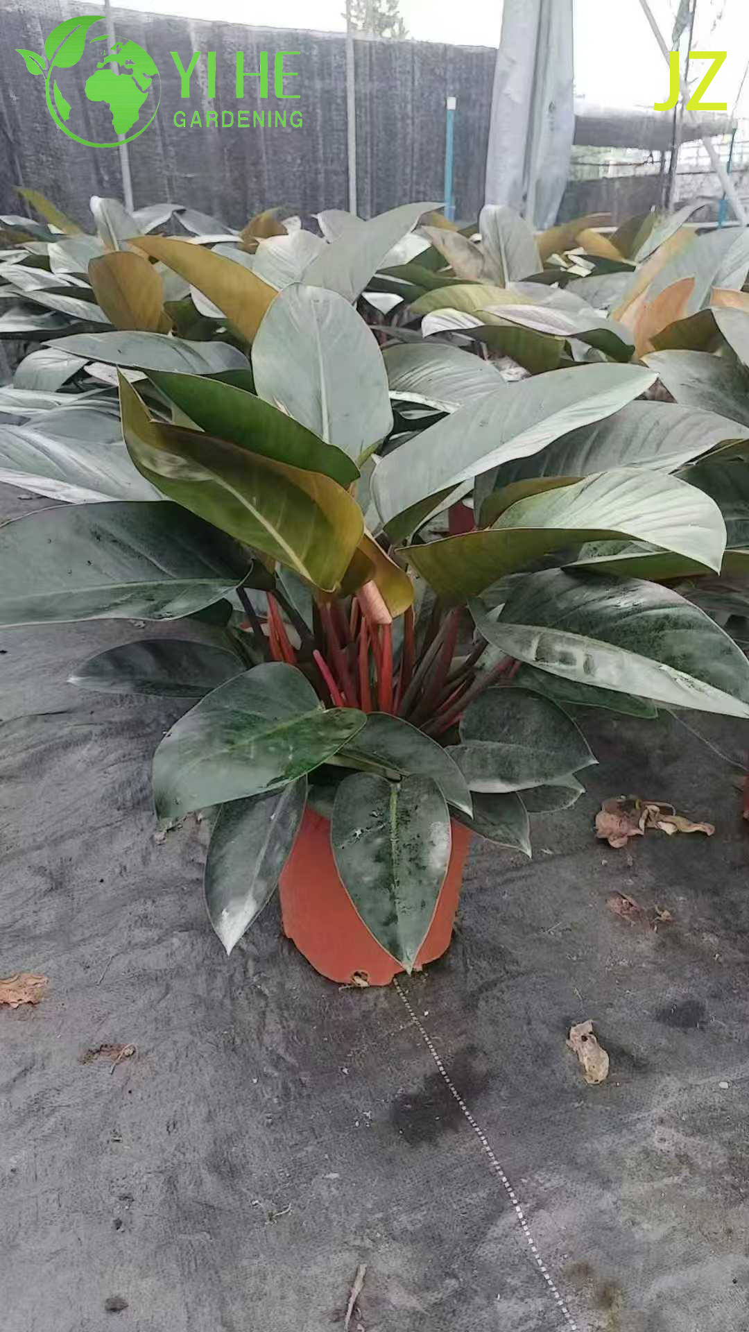 İ&ccedil; Mekan Dekorasyon Tesisi i&ccedil;in Evergreen Philodendron Birkin