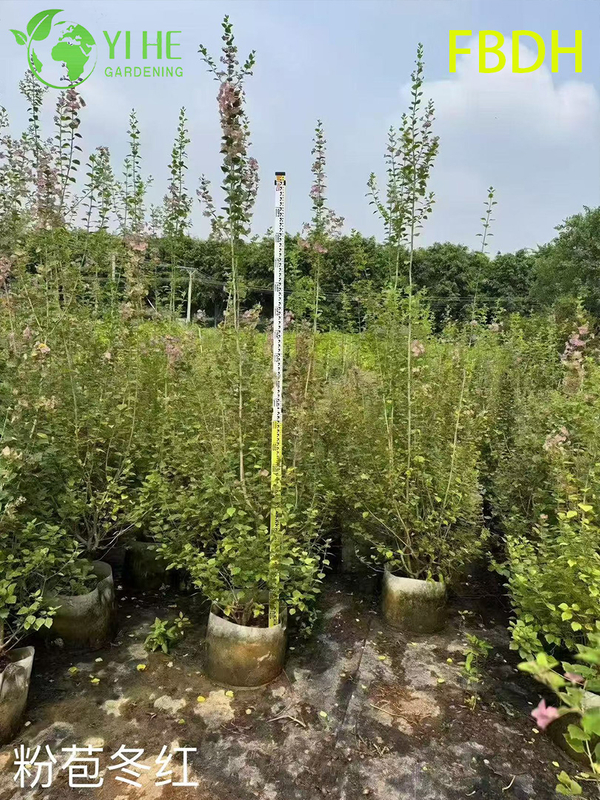 Bractée rose de qualité supérieure, arbuste rouge d'hiver, plante ornementale de qualité d'exportation en gros