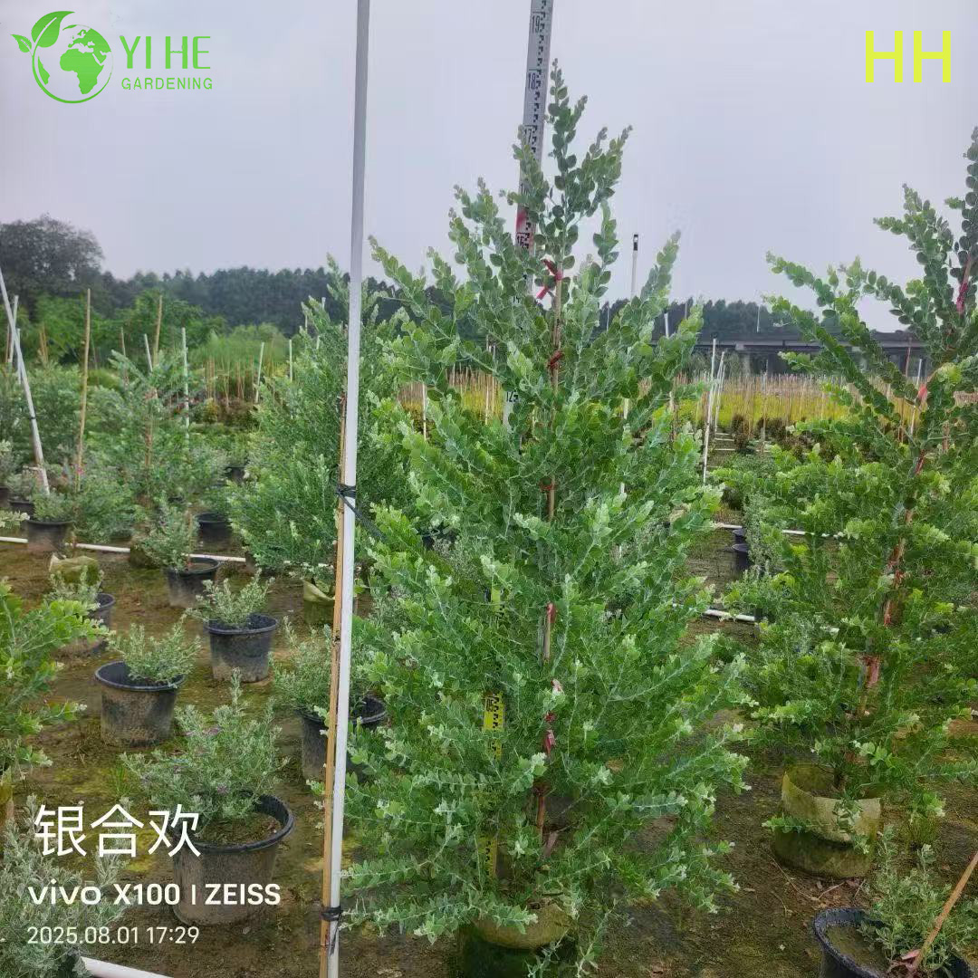 Gro&szlig;handel Exportqualit&auml;t Albizia Julibrissin Zierbl&uuml;hender Baum