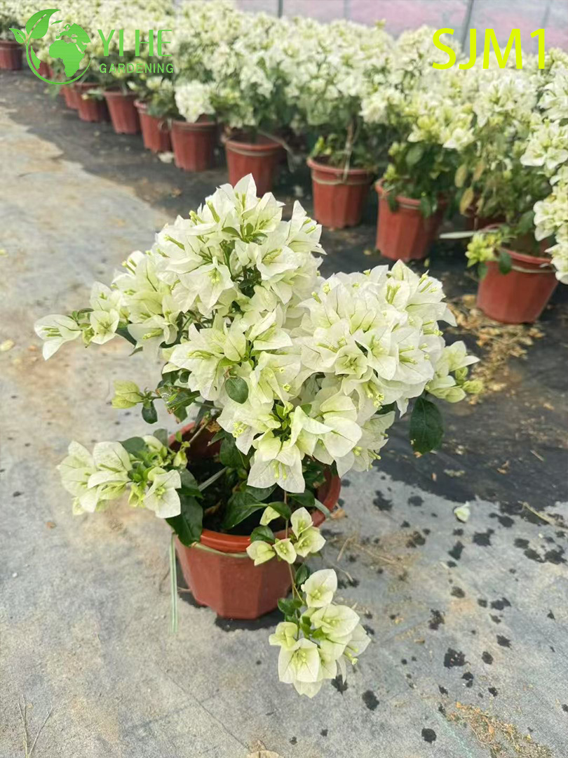 Toptan Saksı Begonvil Canlı Bitkiler Renkli &Ccedil;i&ccedil;ekli Bah&ccedil;e Bonsai