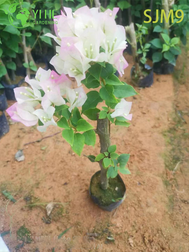 Piante iniziali di bouganville all'ingrosso Liner giovani per bonsai da vivaio