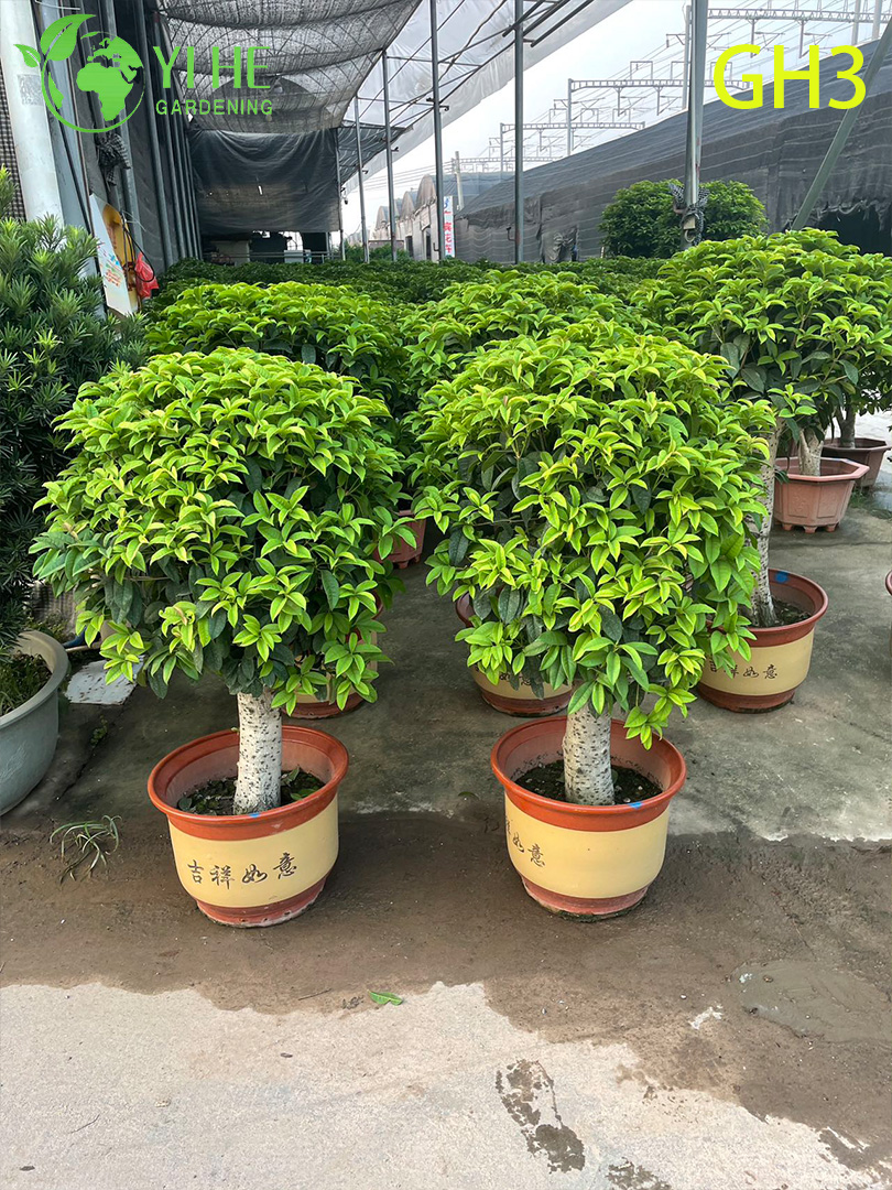 Bonsai di Osmanthus Fragrans in vaso a forma globulare