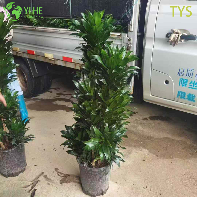 屋内装飾植物用のコンパクトな常緑樹ドラセナ・デレメンシス