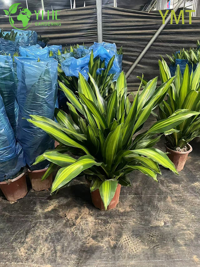 Высокая вечнозеленая драцеана древовидная для комнатного декоративного растения