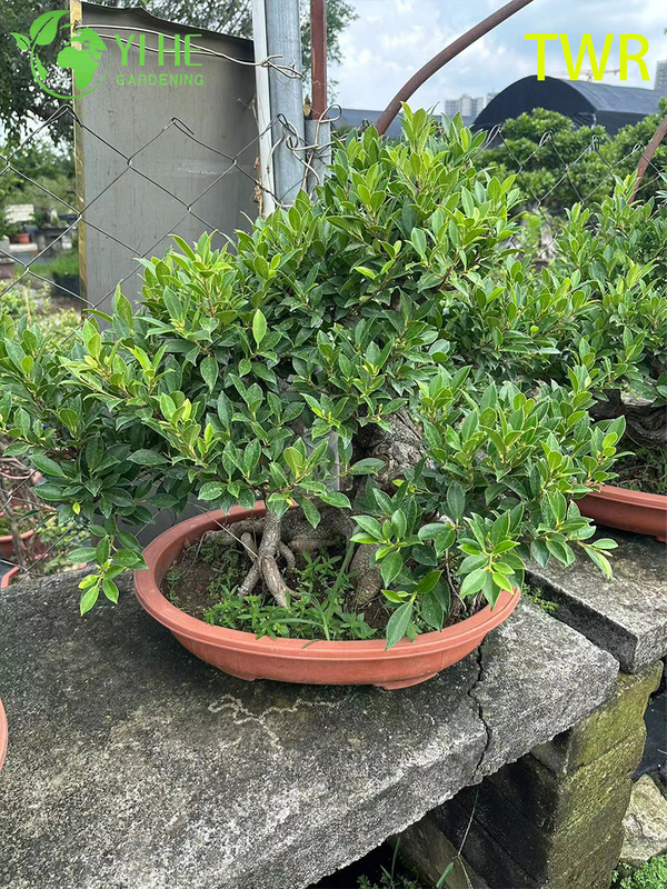 Plantes vertes décoratives en pot de feuillage d'intérieur de Taiwan Ficus Microcarpa