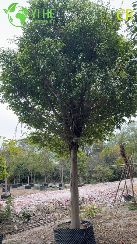 Purificateur d'air d'usines de feuillage vert de plantes d&eacute;coratives en pot de figue d'int&eacute;rieur