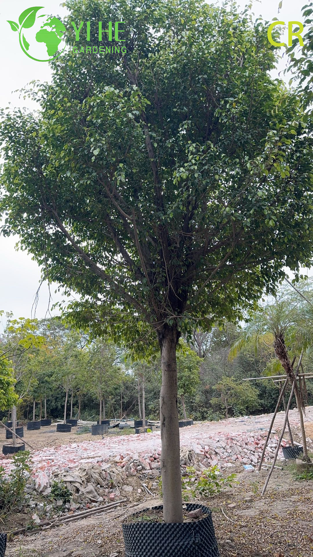 Purificateur d'air d'usines de feuillage vert de plantes d&eacute;coratives en pot de figue d'int&eacute;rieur