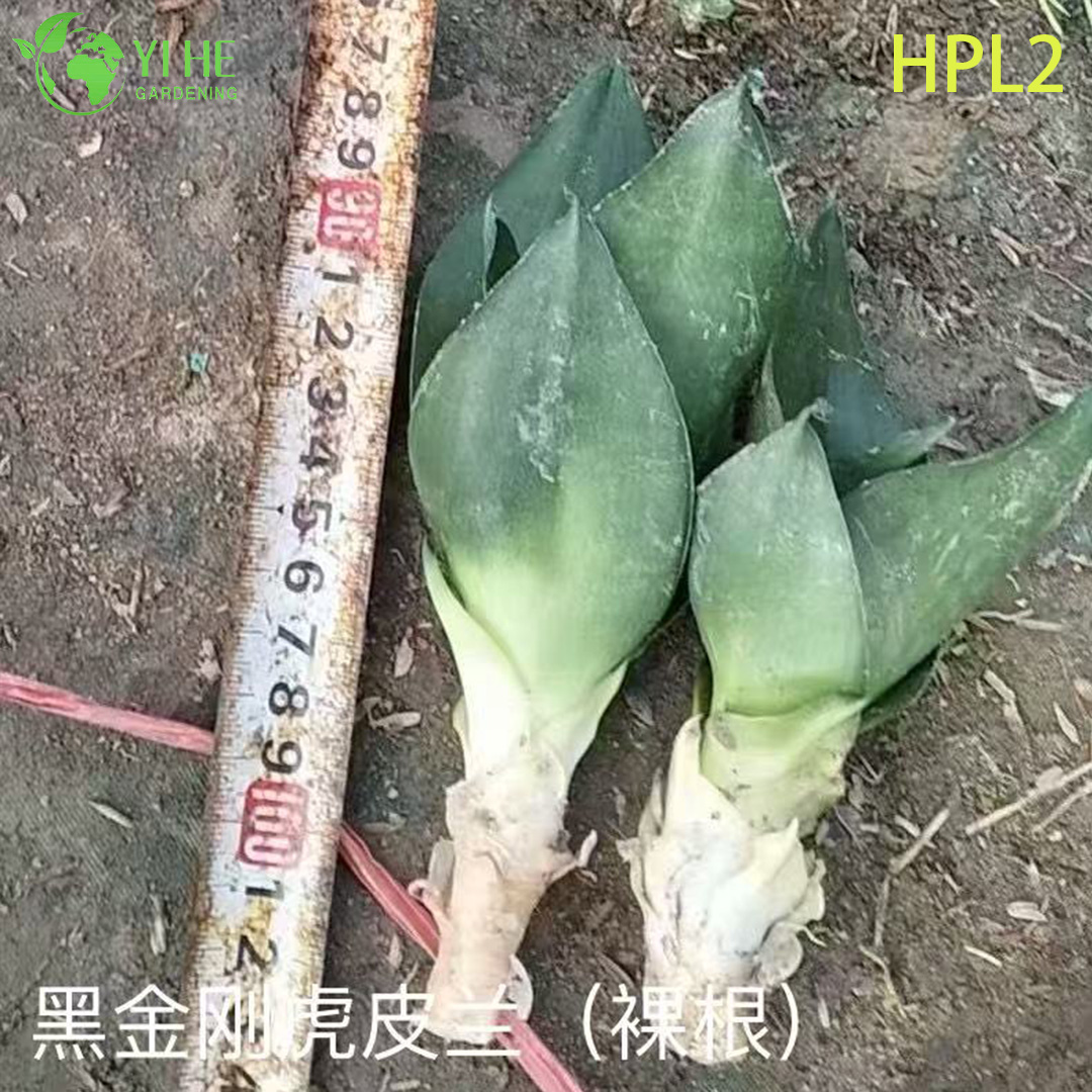 Plante de serpent nain Hahnii Bird’s Nest Plante d’int&eacute;rieur &agrave; rosette vivante