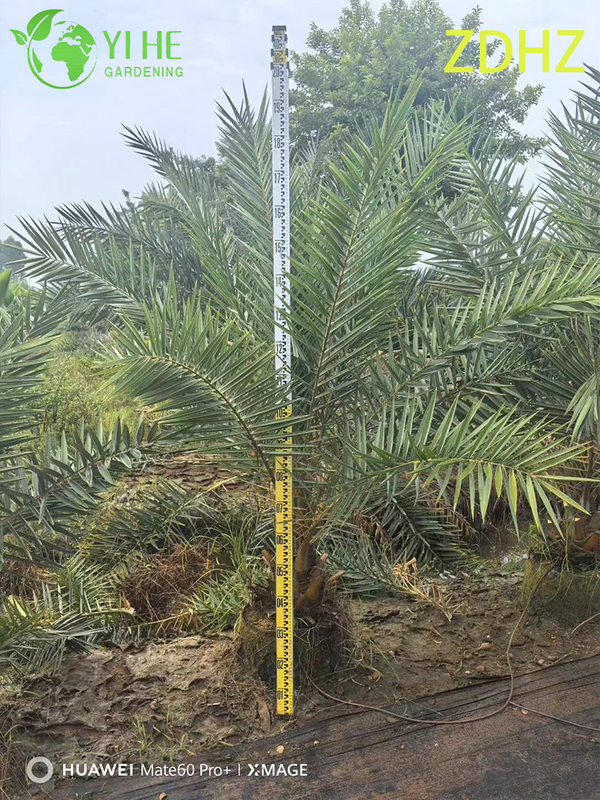 Toptan Medjool Hurma Hurması (Phoenix Dactylifera) - Uzun Dayanıkl�