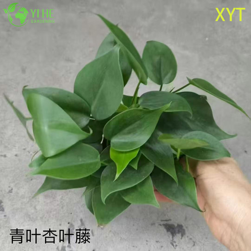 الجملة Syngonium Podophyllum النباتات بوعاء لديكور أوراق الشجر الزائدة في الأماكن المغلقة
