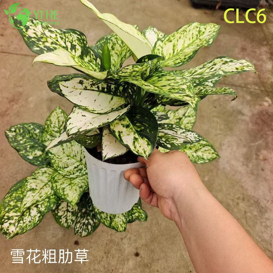 نباتات Aglaonema بالجملة - أوراق الشجر الاستوائية الداخلية لتزيين المكاتب المنزلية