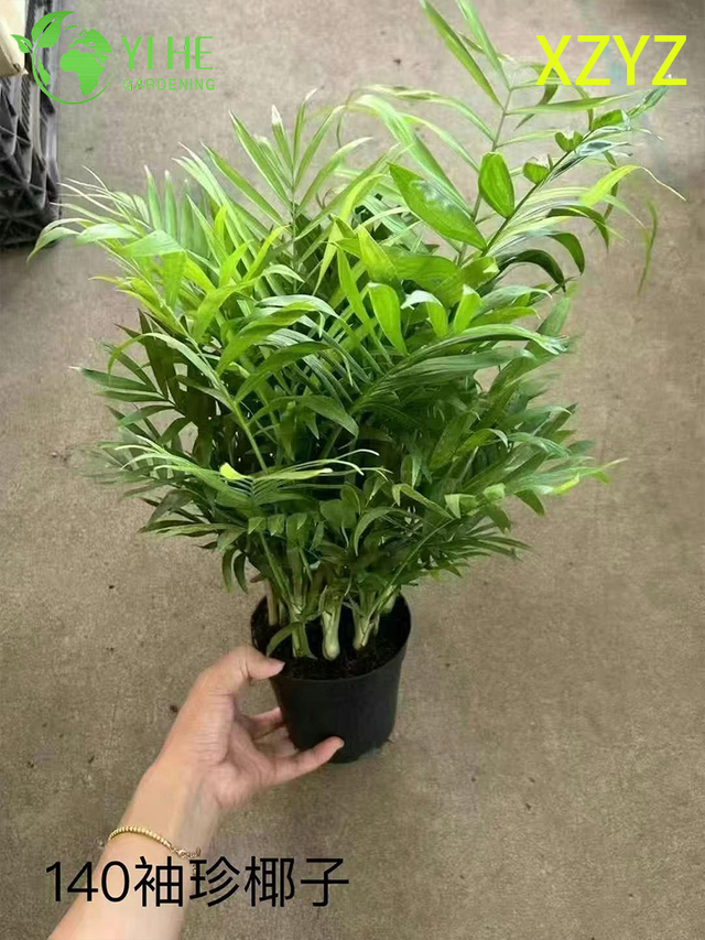 실내 조밀한 열대 경엽 장식을 위한 도매 Chamaedorea Elegans 화분에 심은 식물