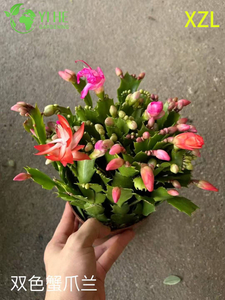 Горшечные растения Schlumbergera truncata оптом для домашнего праздничного цветущего декора
