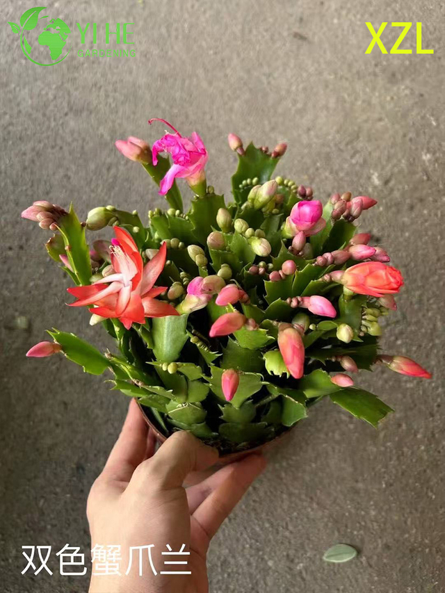 Gro&szlig;handel mit Schlumbergera truncata-Topfpflanzen f&uuml;r die weihnachtliche Blumendekoration im Innenbereich
