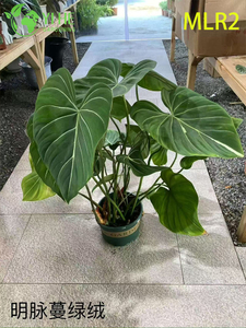 Toptan Philodendron Bitkiler - İ&ccedil; Mekan Dış Mekan Dekoratif Peyzaj i&ccedil;in Tropikal Yeşillik