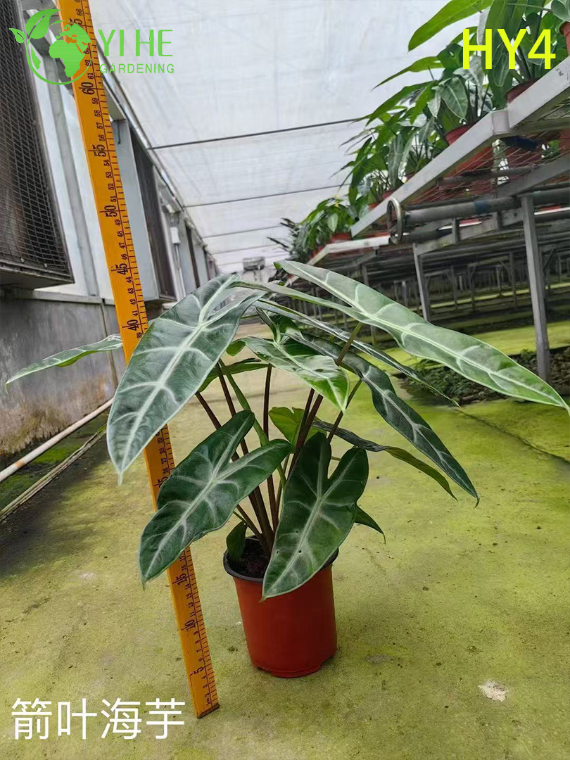 Крупногабаритные растения тропической алоказии премиум-класса на оптовый экспорт