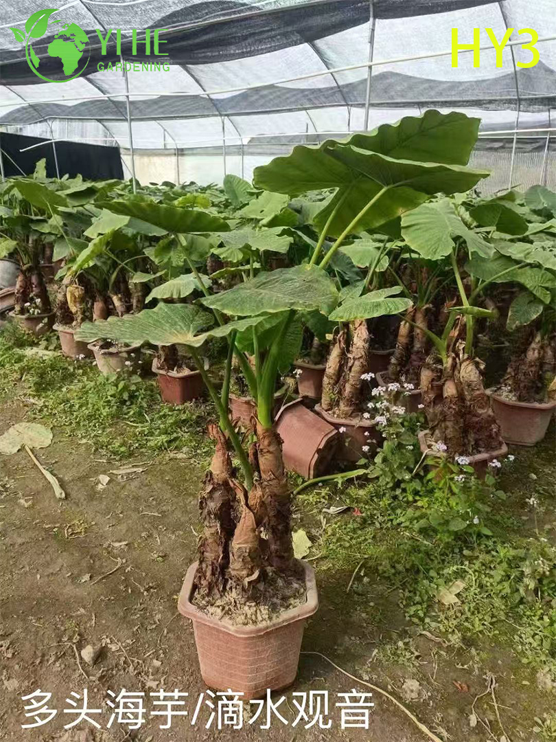 Premium Large - Leaf Alocasia-planten voor groothandel, export, decoratie en landschapsarchitectuur