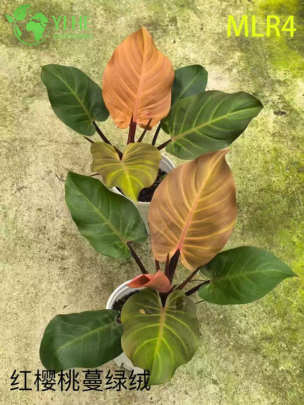 B&aacute;n bu&ocirc;n c&acirc;y Philodendron - C&acirc;y xanh trang tr&iacute; t&aacute;n l&aacute; tươi tốt trong nh&agrave;/ngo&agrave;i trời