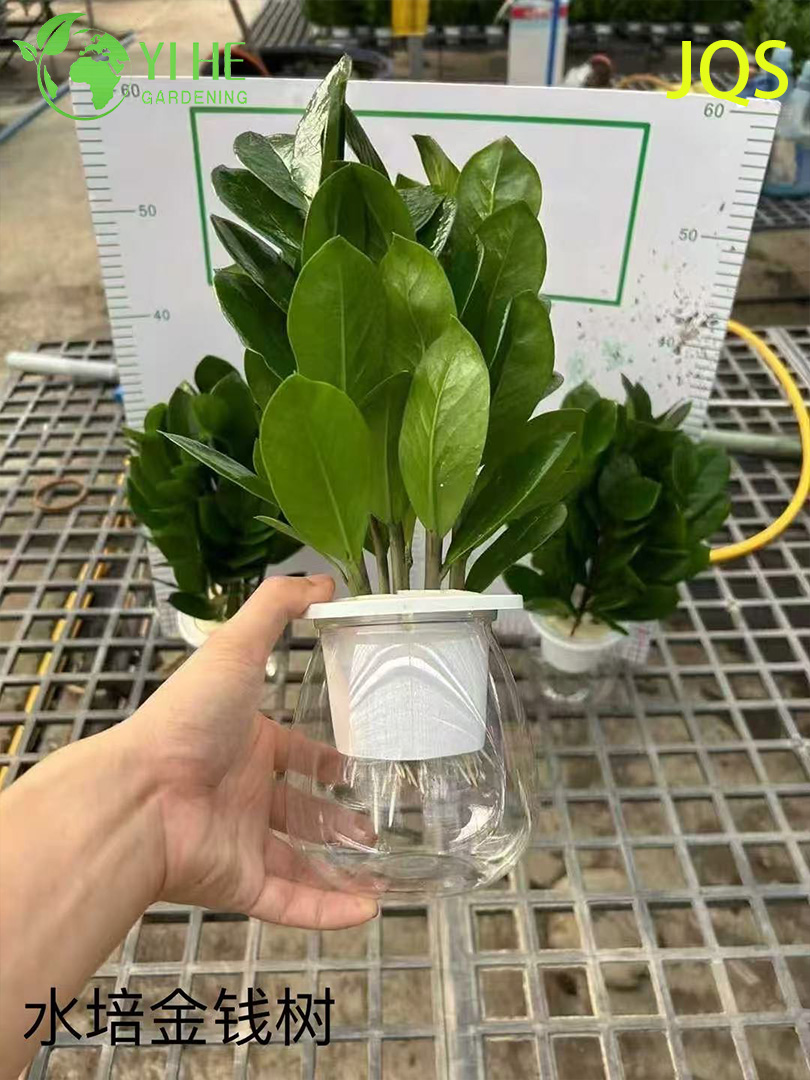 실내 유지 관리가 적은 장식을 위한 도매 Zamioculcas Zamiifolia 화분