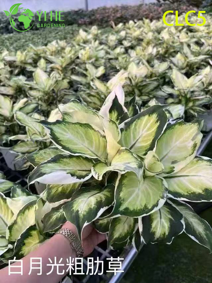 លក់ដុំ Aglaonema Plants - ស្លឹកតុបតែងក្នុងផ្ទះដែលមានស្លឹករស់រវើកសម្រាប់គេហដ្ឋាន និងការិយាល័យ