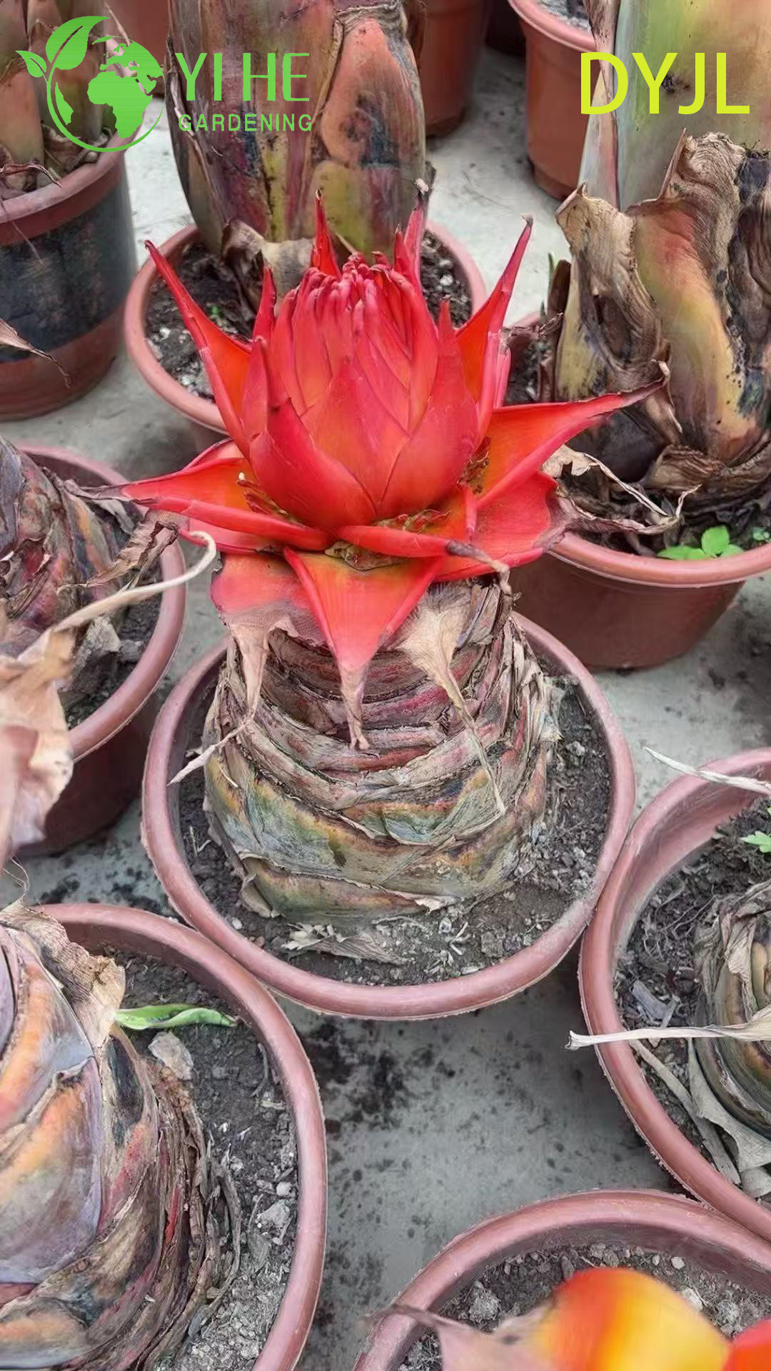 B&aacute;n bu&ocirc;n c&acirc;y trồng trong chậu Musella Lasiocarpa để trang tr&iacute; s&acirc;n vườn nhiệt đới ngo&agrave;i trời