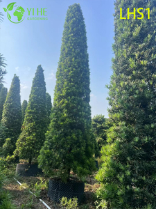 ក្រាស់ - ស្លឹក Podocarpus Macrophyllus សម្រាប់ដើមឈើលម្អសួន
