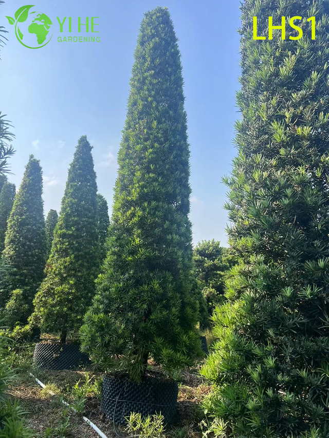 Dicht - Laub Podocarpus Macrophyllus f&uuml;r Gartenschmuckbaum