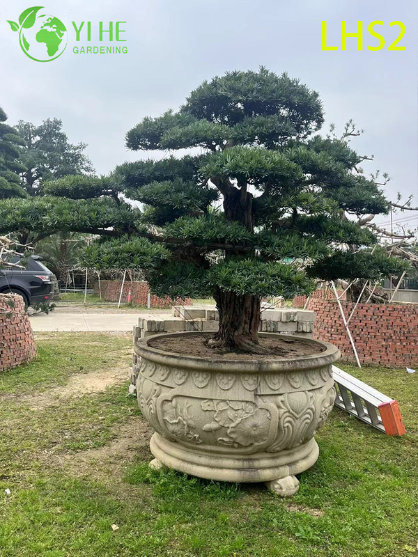 Artistiek gevormde Podocarpus Bonsai voor tuindisplay