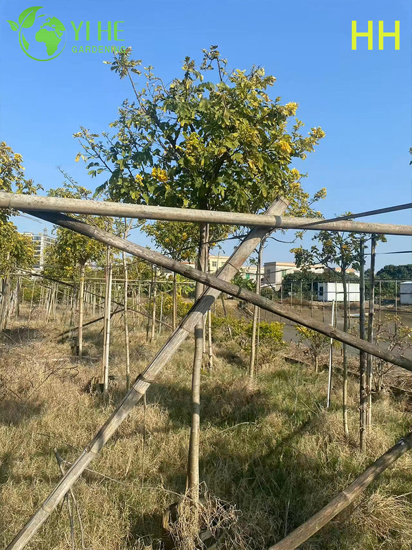 Ozdobne ż&oacute;łte drzewo kwitnące Cassia glauca