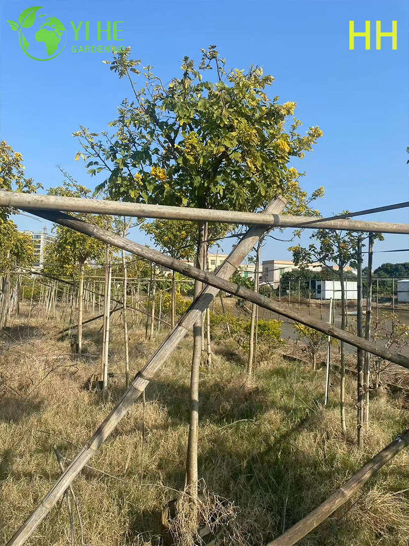 Ozdobne ż&oacute;łte drzewo kwitnące Cassia glauca