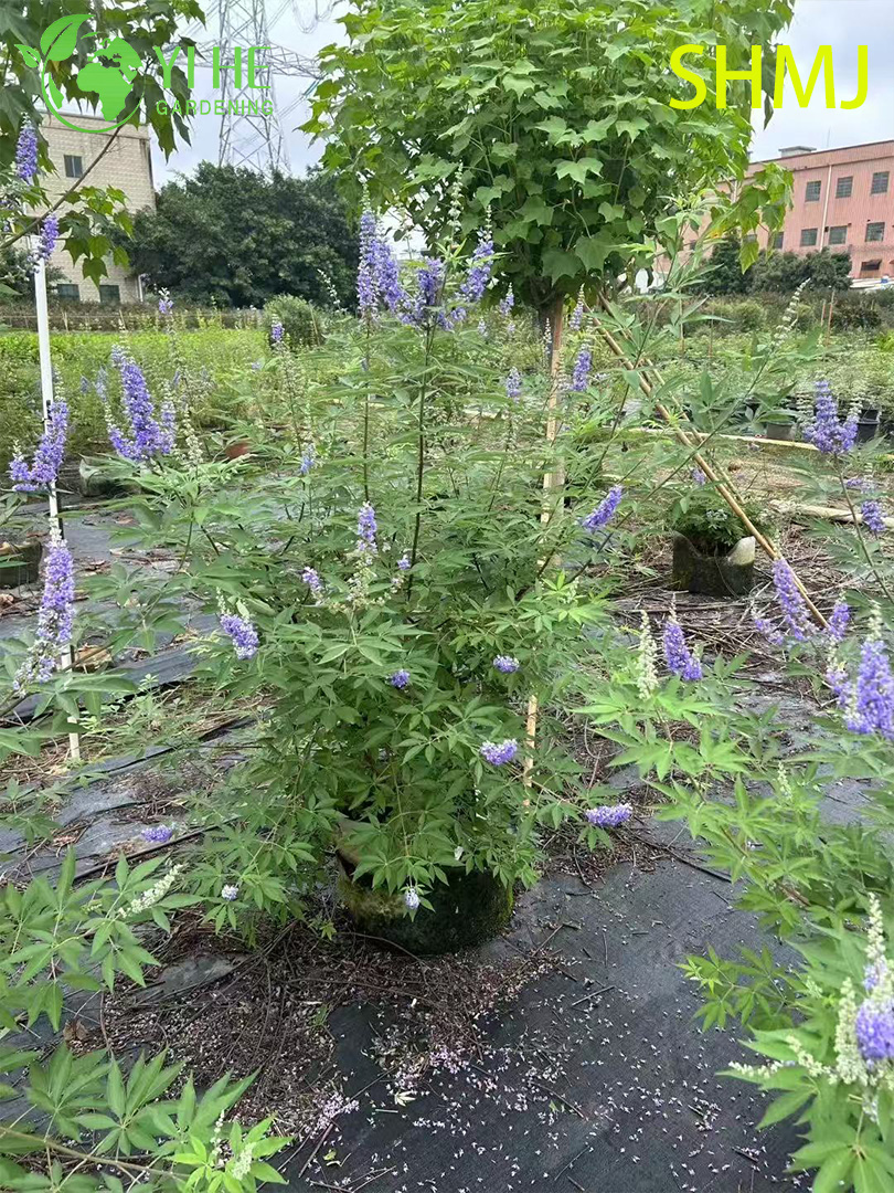 Exportation en gros Vitex Agnus-Castus Arbuste &agrave; fleurs ornementales de qualit&eacute; sup&eacute;rieure