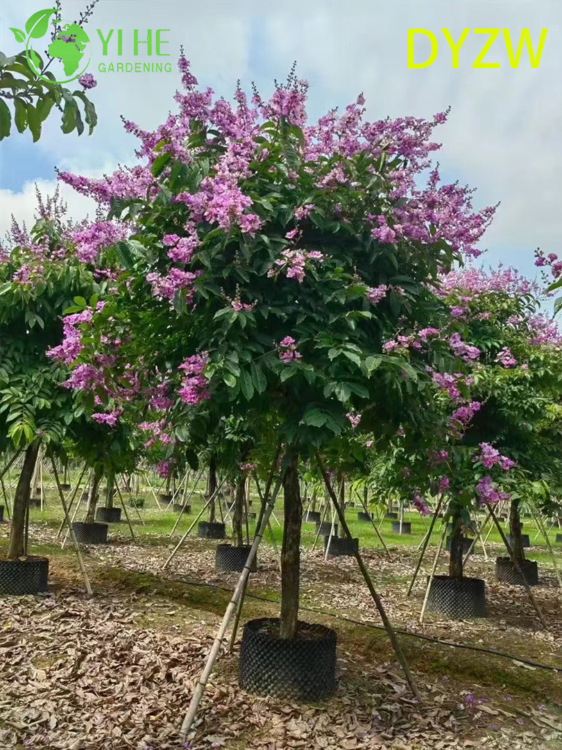 बड़ी पत्ती वाला लेगरस्ट्रोमिया स्पेशिओसा, सजावटी बड़ी पत्ती वाला क्रेप मर्टल पेड़, उष्णकटिबंधीय उद्यान लेगरस्ट्रोमिया, सदाबहार बड़ी पत्ती वाला क्रेप मर्टल