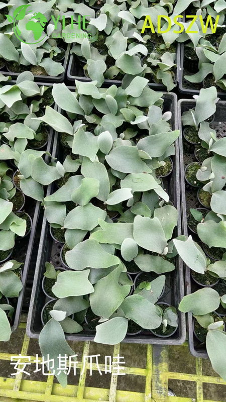 Горшечные растения Andes Java оптом для внутреннего и наружного ландшафтного дизайна и украшения