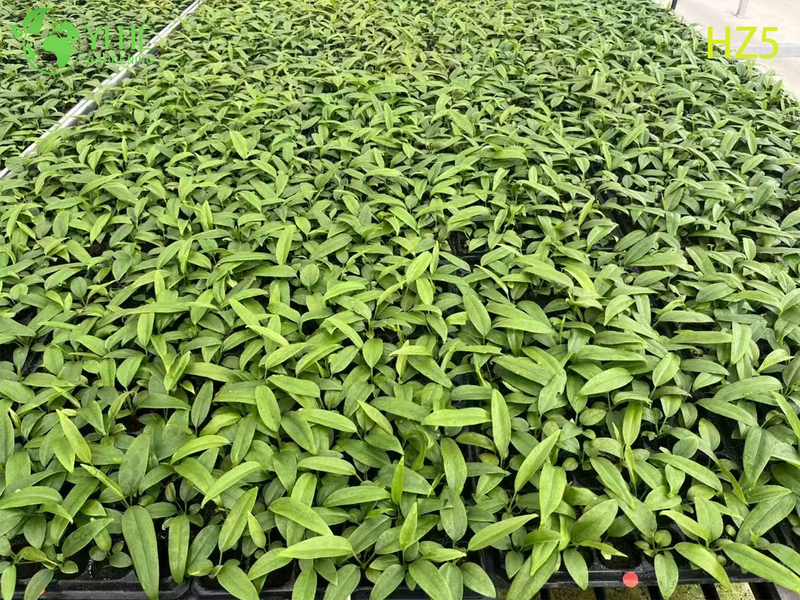 ស្តេចនាំចេញលក់ដុំ/ចងគ្រាប់ពូជ Anthurium | កូនឈើ​លម្អ​តំបន់ត្រូពិច