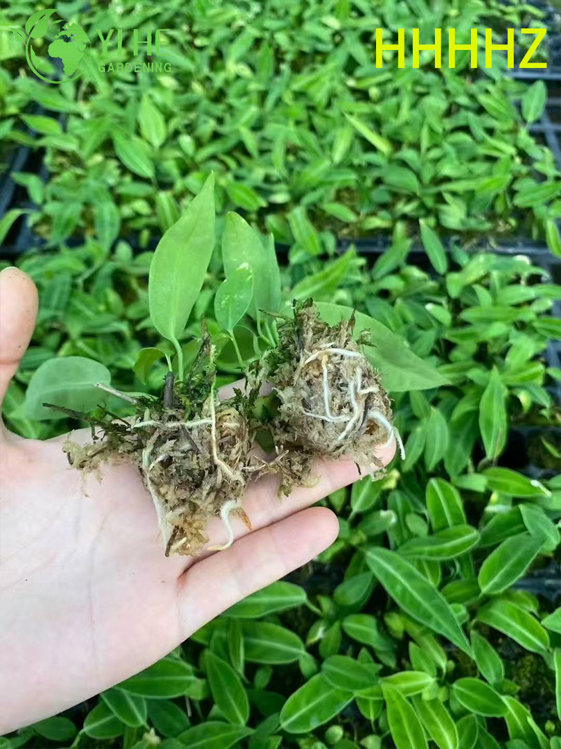 Piantine di esportazione all'ingrosso di Flamingo Queen Anthurium | Piantine di fogliame ornamentale tropicale