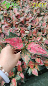 Aglaonema de pivoine dorée et noire de qualité supérieure | Semis de plantes à feuillage tropical d'exportation en gros