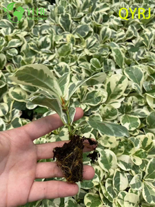 卸売輸出シオマネキ斑入り苗木 |熱帯観葉植物の苗