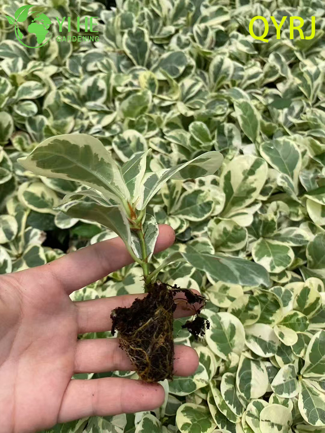 លក់ដុំការនាំចេញ Fiddle-Leaf Fig Variegated Seedlings | រុក្ខជាតិលម្អតំបន់ត្រូពិច សំណាប