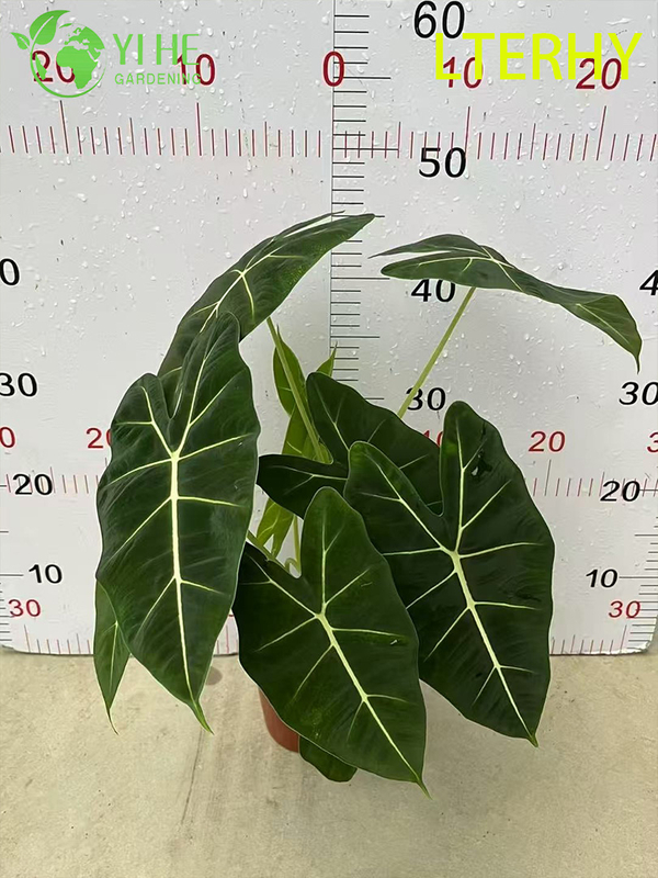 Gro&szlig;handel Export Green Velvet Alocasia S&auml;mlinge | Tropische Zierlaubs&auml;mlinge