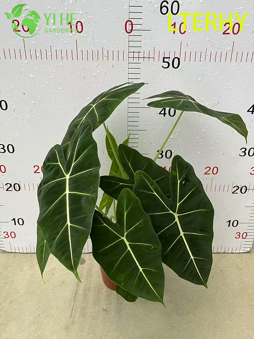 Gro&szlig;handel Export Green Velvet Alocasia S&auml;mlinge | Tropische Zierlaubs&auml;mlinge